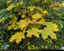 Lonn_i_hostfarger_Rabyskogen_Vastreras_2019-10-07a