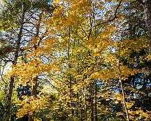 Lonn_i_hostfarger_Rabyskogen_Vastreras_2019-10-07b