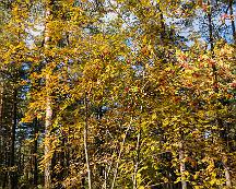 Ronn_i_hostfarger_Rabyskogen_Vastreras_2019-10-07