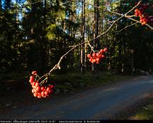 Ronnbar_i_hostsolen_Rabyskogen_Vastreras_2019-10-07