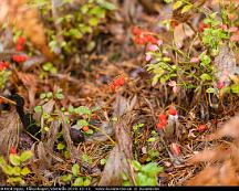 Bar_med_vattendroppe_Rabyskogen_Vasteras_2019-10-12