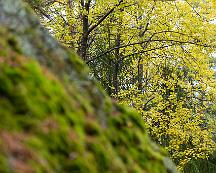 Hostfarger_i_Rabyskogen_Vasteras_2019-10-12_-