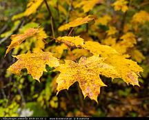 Hostfarger_i_Rabyskogen_Vasteras_2019-10-12_-1