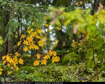 Hostfarger_i_Rabyskogen_Vasteras_2019-10-12_-7