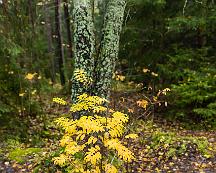 Hostfarger_i_Rabyskogen_Vasteras_2019-10-12_-9