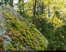 Klippblock_Rabyskogen_Vasteras_2019-10-12