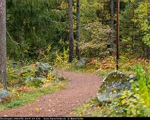 Naturen_Rabyskogen_Vasteras_2019-10-12a