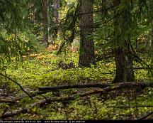 Naturen_Rabyskogen_Vasteras_2019-10-12b