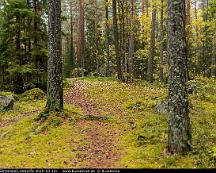 Naturen_Rabyskogen_Vasteras_2019-10-12c