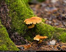 Svamp_Rabyskogen_Vasteras_2019-10-12c