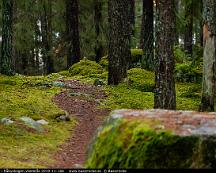 Klippblock_i_Rabyskogen_Vasteras_2019-11-16b