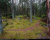 Naturen_Rabyskogen_Vasteras_2019-11-16_-2