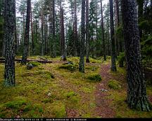 Naturen_Rabyskogen_Vasteras_2019-11-16_-5