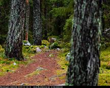 Naturen_Rabyskogen_Vasteras_2019-11-16_-6