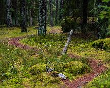 Naturen_Rabyskogen_Vasteras_2019-11-16_-9