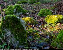 Mossa_pa_stenar_Rabyskogen_Vasteras_2020-01-19a