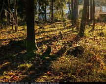 Naturen_Rabyskogen_Vasteras_2020-01-19b