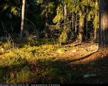 Naturen_Rabyskogen_Vasteras_2020-01-19c