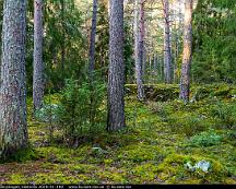 Naturen_Rabyskogen_Vasteras_2020-01-19d