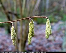 Tidigt_blommande_Hassel_Rabyskogen_Vasteras_2020-01-19a