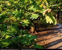 Kvallsljus_i_Rabyskogen_Vasteras_2020-08-16_-11