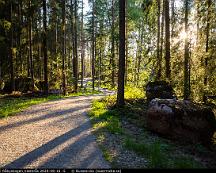 Kvallsljus_i_Rabyskogen_Vasteras_2020-08-16_-5