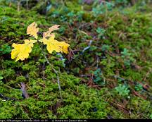 Ek_i_hostfarger_Rabyskogen_Vasteras_2020-10-23