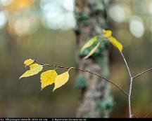 Gula_bjorklov_Rabyskogen_Vasteras_2020-10-23a