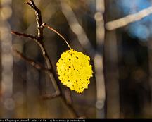 Gult_bjorklov_Rabyskogen_Vasteras_2020-10-23