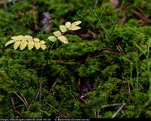 Ronn_i_hostfarger_Rabyskogen_Vasteras_2020-10-23