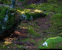 Solflackar_pa_mossan_Rabyskogen_Vasteras_2020-10-23a