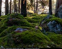 Solflackar_pa_mossan_Rabyskogen_Vasteras_2020-10-23b