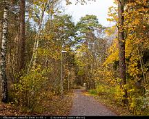 Hostfarger_i_Rabyskogen_Vasteras_2020-11-02_-1