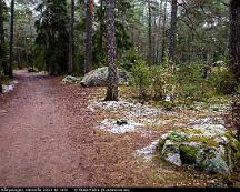 Julgran_2_Rabyskogen_Vasteras_2021-01-03c