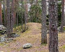 Tallstammar_Rabyskogen_Vasteras_2021-02-27