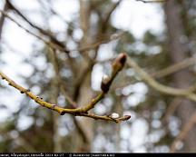 Vide_har_vaknat_Rabyskogen_Vasteras_2021-02-27