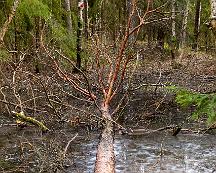 Tradstram_Rabyskogen_Vasteras_2021-03-20b