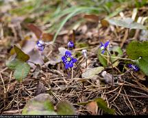 Blasippa_Rabyskogen_Vasteras_2021-03-27a