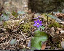 Blasippa_Rabyskogen_Vasteras_2021-03-27c