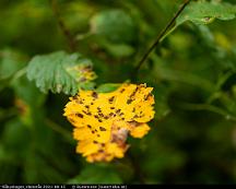 Hostfarger_Rabyskogen_Vasteras_2021-08-15