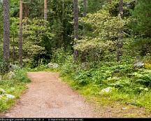 Naturen_i_Rabyskogen_Vasteras_2021-08-15_-2