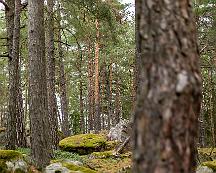 Naturen_i_Rabyskogen_Vasteras_2021-08-15_-4