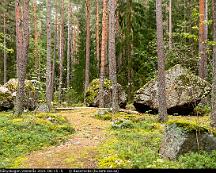 Naturen_i_Rabyskogen_Vasteras_2021-08-15_-5