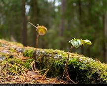 Blad_Rabyskogen_Vasteras_2021-10-03