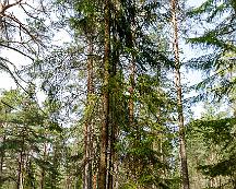 Gran_Vedboskogen_Vasteras_2018-05-06b