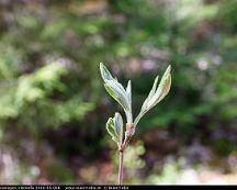 Ronn_Vedboskogen_Vasteras_2018-05-06b