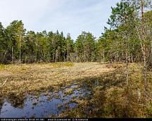 Sankmark_Vedboskogen_Vasteras_2018-05-06c