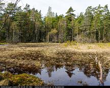 Sankmark_Vedboskogen_Vasteras_2018-05-06d