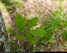 Ek_Vedboskogen_Vasteras_2018-06-16c