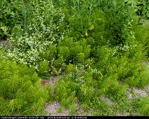 Krakvicker_Vedboskogen_Vasteras_2018-06-16a